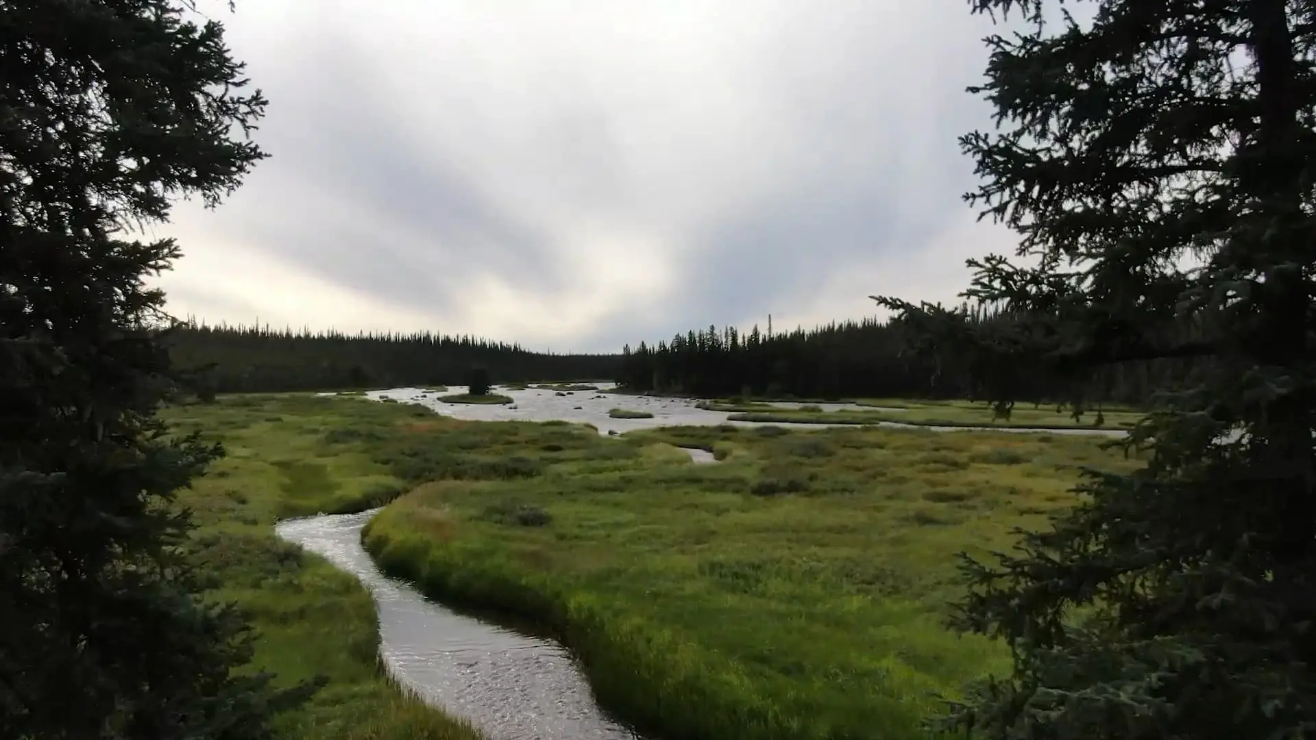 Visible through a clearing, the Rivière La Martre winds its way through tall grasses surrounded by tall conifer trees under an overcast sky.