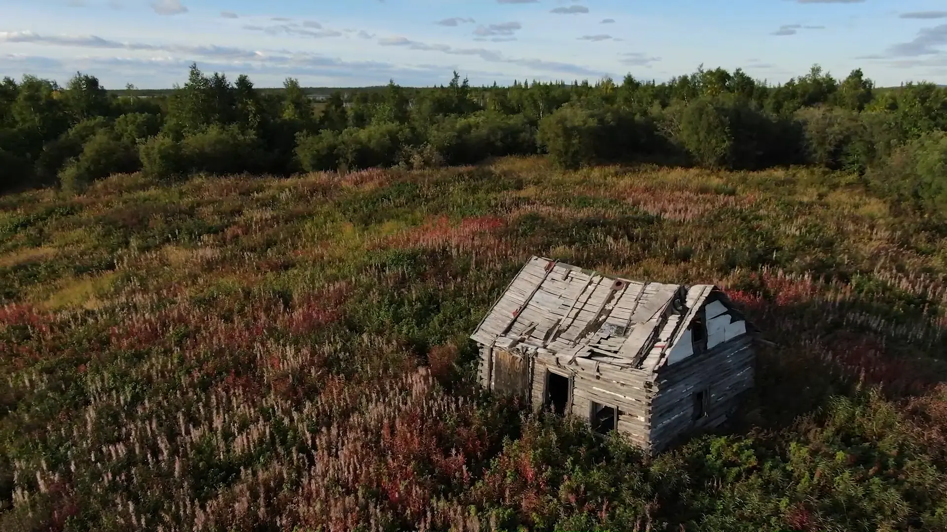 An aerial view of an old rundown wooden cabin in a clearing of lupine flowers and tall brush, under a cloudy blue sky just before sunset. The cabin looks as though it is ready to fall apart at any moment.