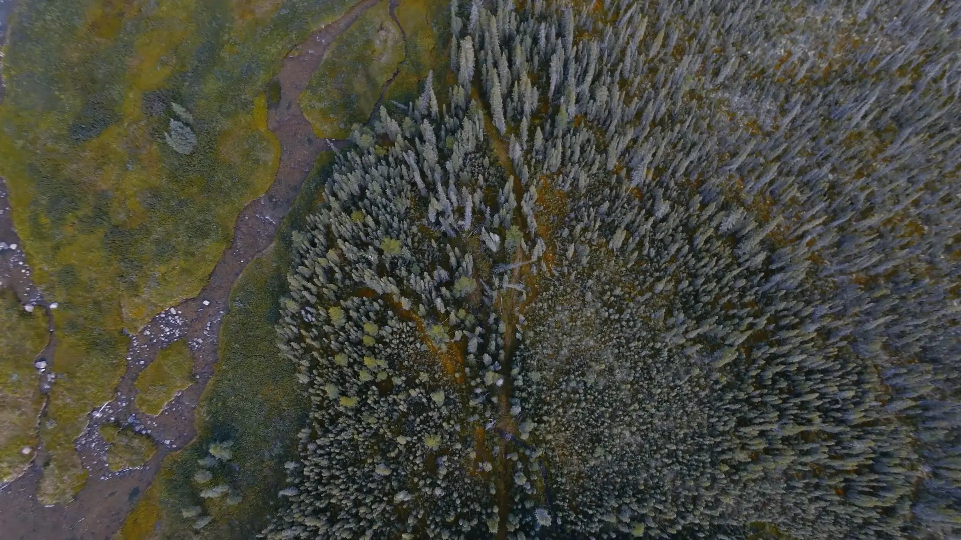 An aerial view of the forest and river landscape at Nàı̨lı̨ı̨hoteè. A worn footpath is visible leading from the grassy shore of the Lac La Martre River through a dense forest of coniferous trees.